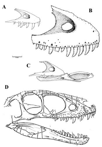 Tarbosaurus, Shanshanosaurus, and Raptorex A comparison of <b>A</b>) a juvenile <i>Tarbosaurus</i>, <b>B</b>) a subadult <i>Tarbosaurus</i>, <b>C</b>) <i>Shanshanosaurus</i>, and <b>D</b>) <i>Raptorex</i>. Scale bar equals 5 centimeters for all images. <i>Tarbosaurus</i> and <i>Shanshanosaurus</i> after Currie and Dong (2002) and <i>Raptorex</i> after Sereno et al. (in press).