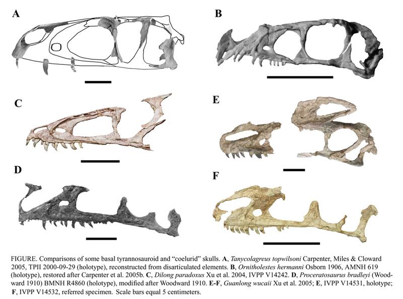 small theropods