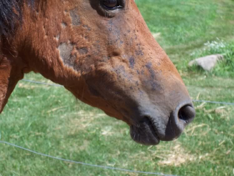 Lucy's sweetitch UPDATE with pics Horse Health HorseCity Forums