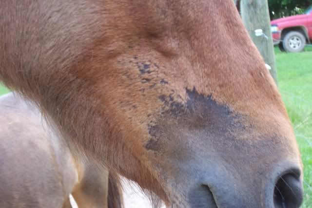 Lucy's sweet-itch UPDATE with pics - Horse Health ...