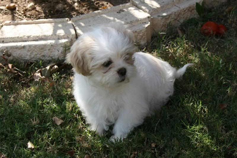 IMAGE: http://i16.photobucket.com/albums/b11/98IntegraLS/ShihtzuReEdit.jpg