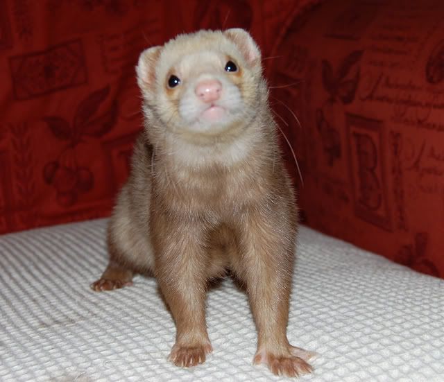 Sandy Ferret