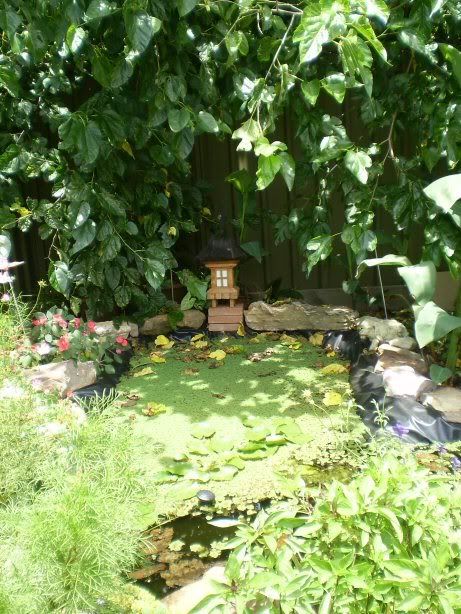 Our pond