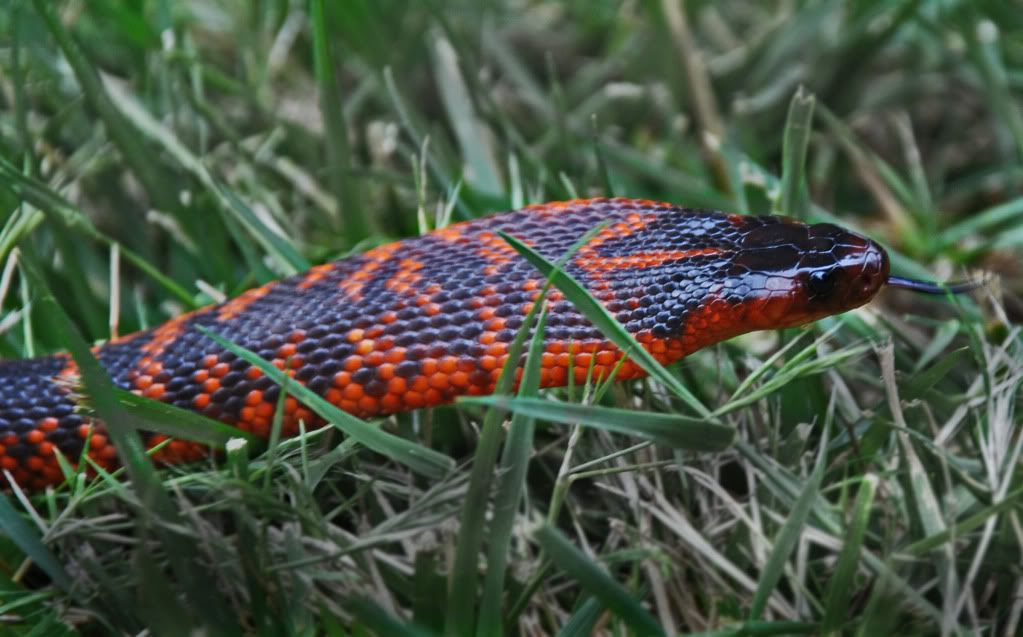 Collett's Snake