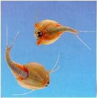 http://i16.photobucket.com/albums/b13/monikas/triops.jpg