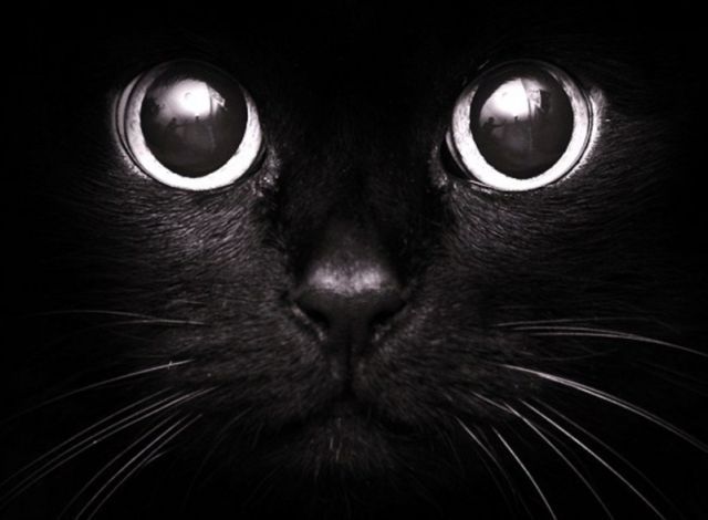 blackcat.jpg