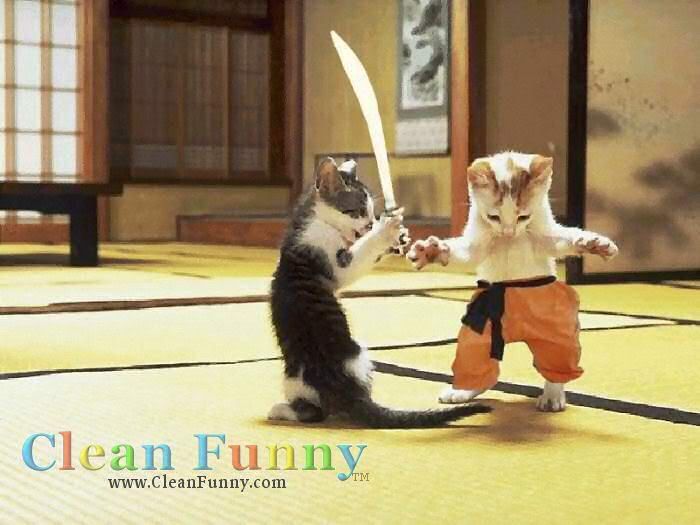 animal-satire-kitten-cat-sword-feli.jpg