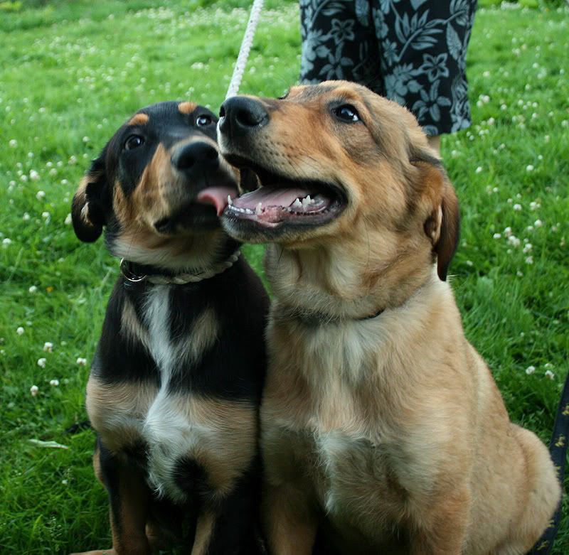 rotteborzoi088.jpg