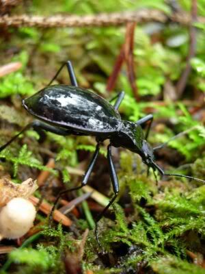 West Coast forest beetle