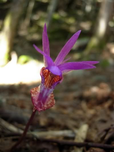 Calypso bulbosa var. occendentalis><br><br><br><br><br><img src=