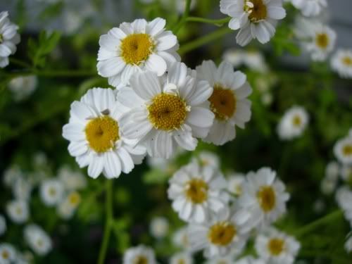 Feverfew