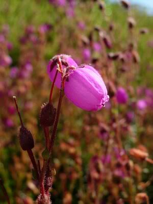 Heather blooming in my parent's rock garden.