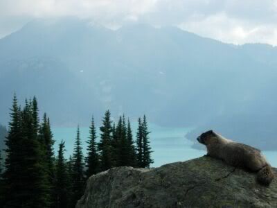 Marmot posing, view of Garibaldi Lake, September 12 2005