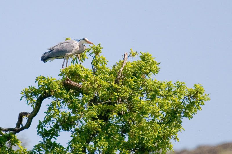 IMAGE: http://i16.photobucket.com/albums/b14/yakbut/Birds/heron1.jpg