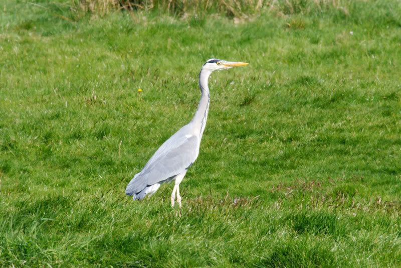 IMAGE: http://i16.photobucket.com/albums/b14/yakbut/Birds/heron2.jpg
