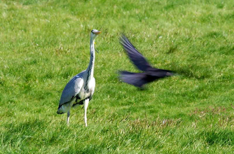 IMAGE: http://i16.photobucket.com/albums/b14/yakbut/Birds/heron4.jpg