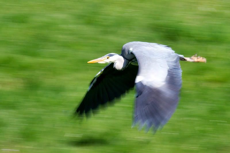 IMAGE: http://i16.photobucket.com/albums/b14/yakbut/Birds/heron5.jpg
