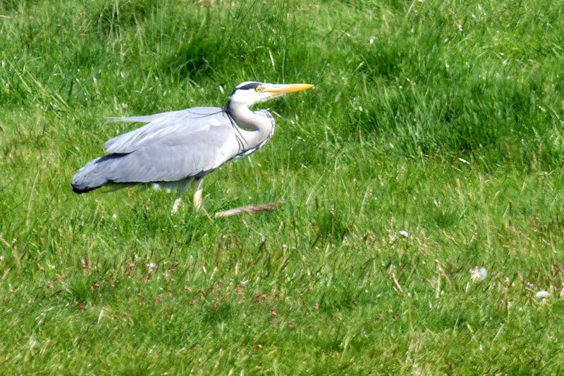 IMAGE: http://i16.photobucket.com/albums/b14/yakbut/Birds/heron6.jpg