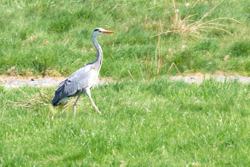 IMAGE: http://i16.photobucket.com/albums/b14/yakbut/Birds/heron7.jpg