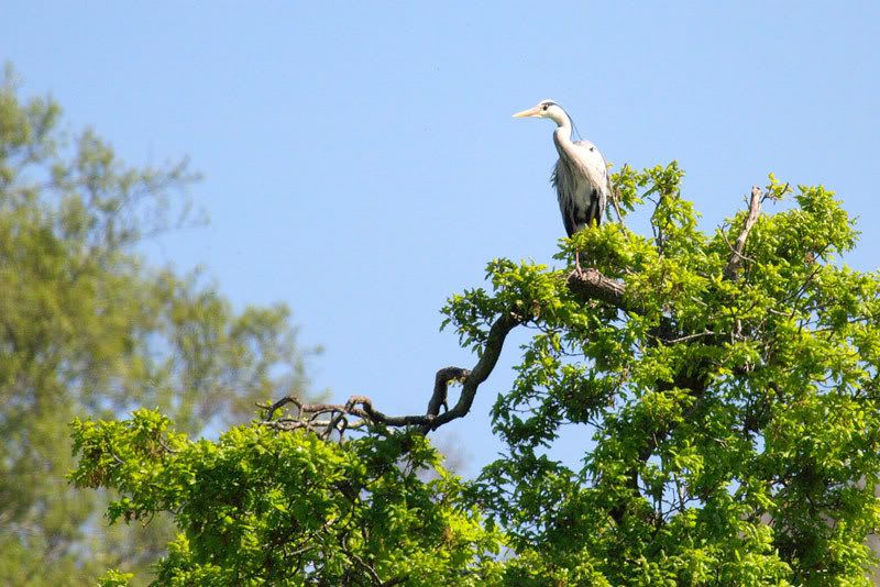 IMAGE: http://i16.photobucket.com/albums/b14/yakbut/Birds/heron8.jpg