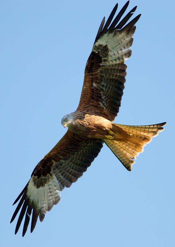 IMAGE: http://i16.photobucket.com/albums/b14/yakbut/Birds/kite1.jpg