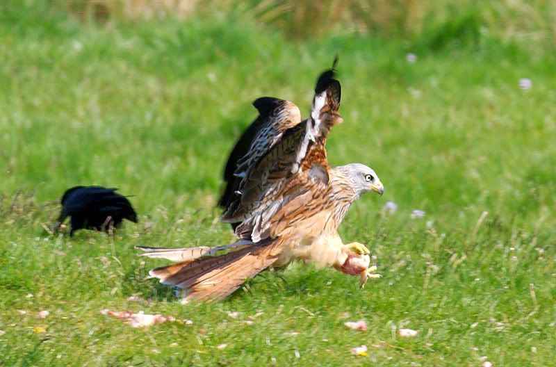 IMAGE: http://i16.photobucket.com/albums/b14/yakbut/Birds/kite13.jpg