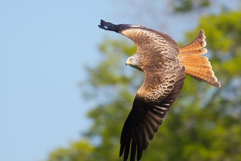 IMAGE: http://i16.photobucket.com/albums/b14/yakbut/Birds/kite15.jpg