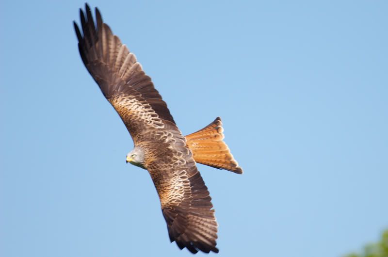 IMAGE: http://i16.photobucket.com/albums/b14/yakbut/Birds/kite16.jpg