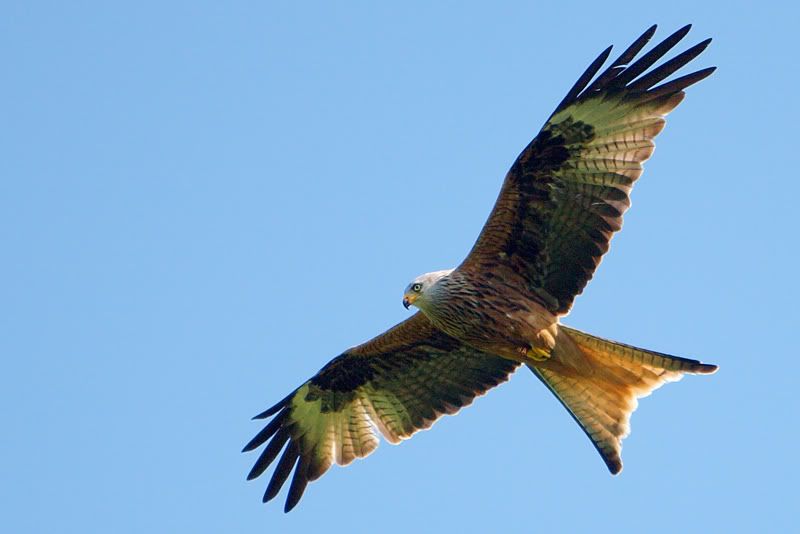 IMAGE: http://i16.photobucket.com/albums/b14/yakbut/Birds/kite19.jpg