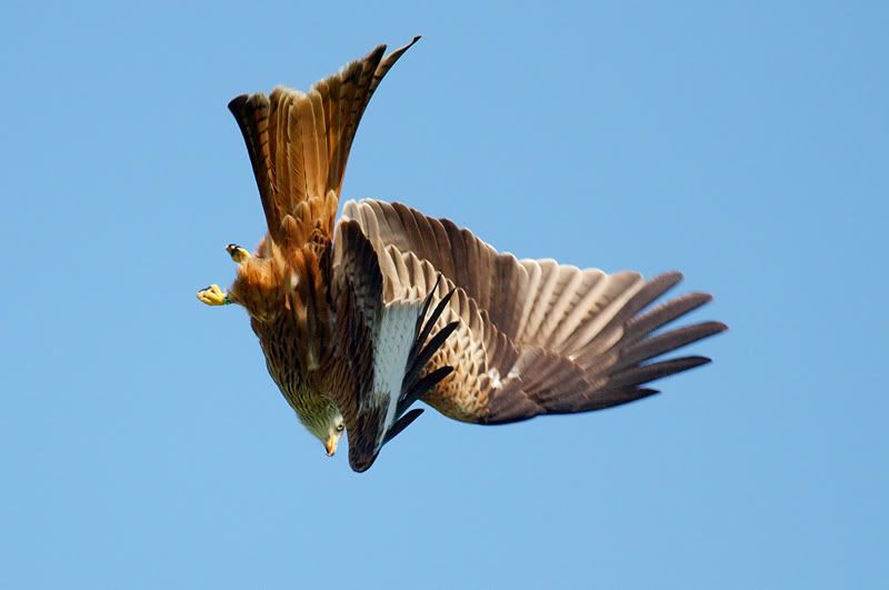 IMAGE: http://i16.photobucket.com/albums/b14/yakbut/Birds/kite20.jpg