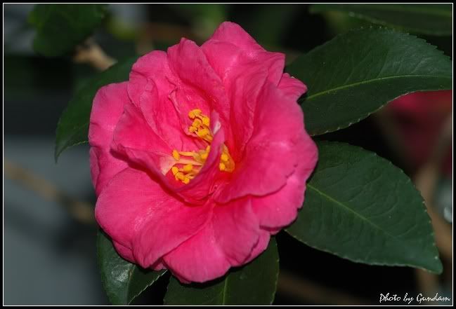花開富貴