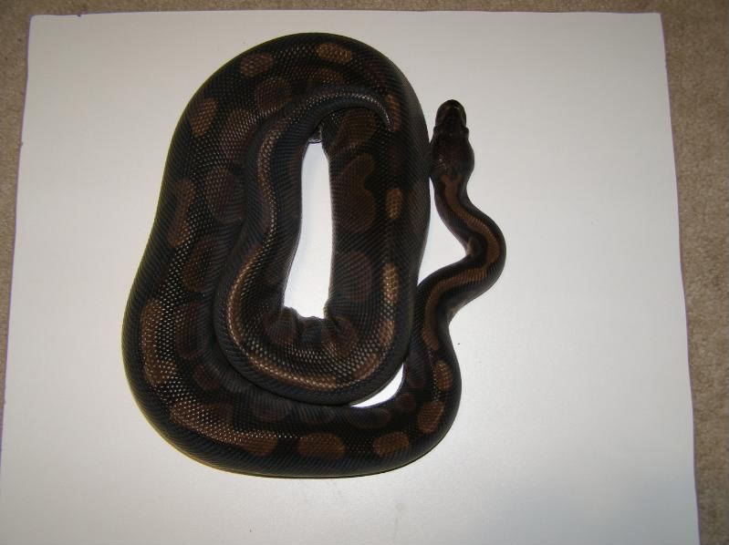 melanistic ball python