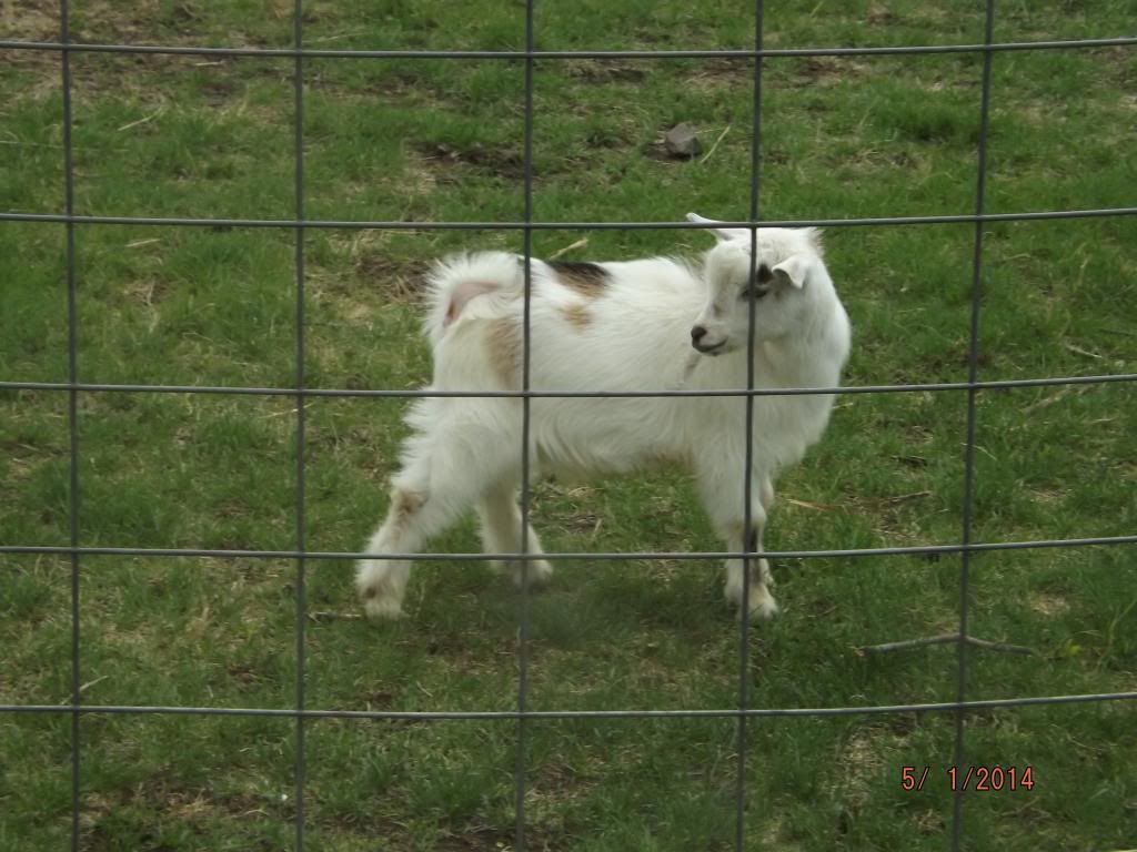Our 1st Nigerian Dwarf - Goats