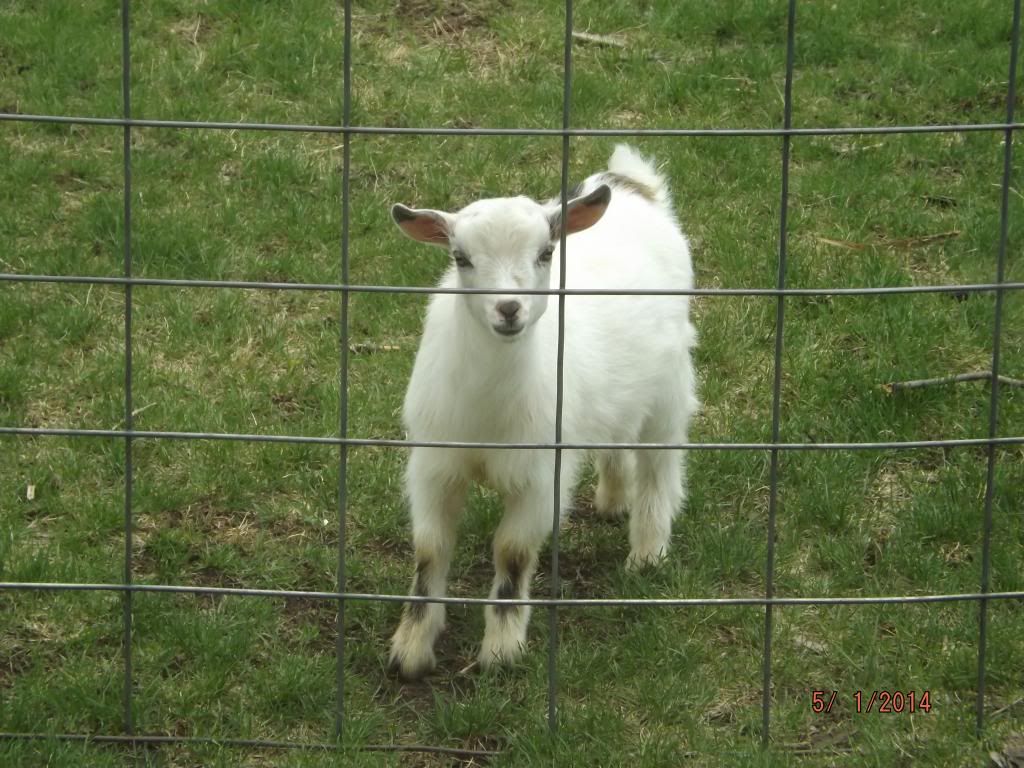 Our 1st Nigerian Dwarf - Goats