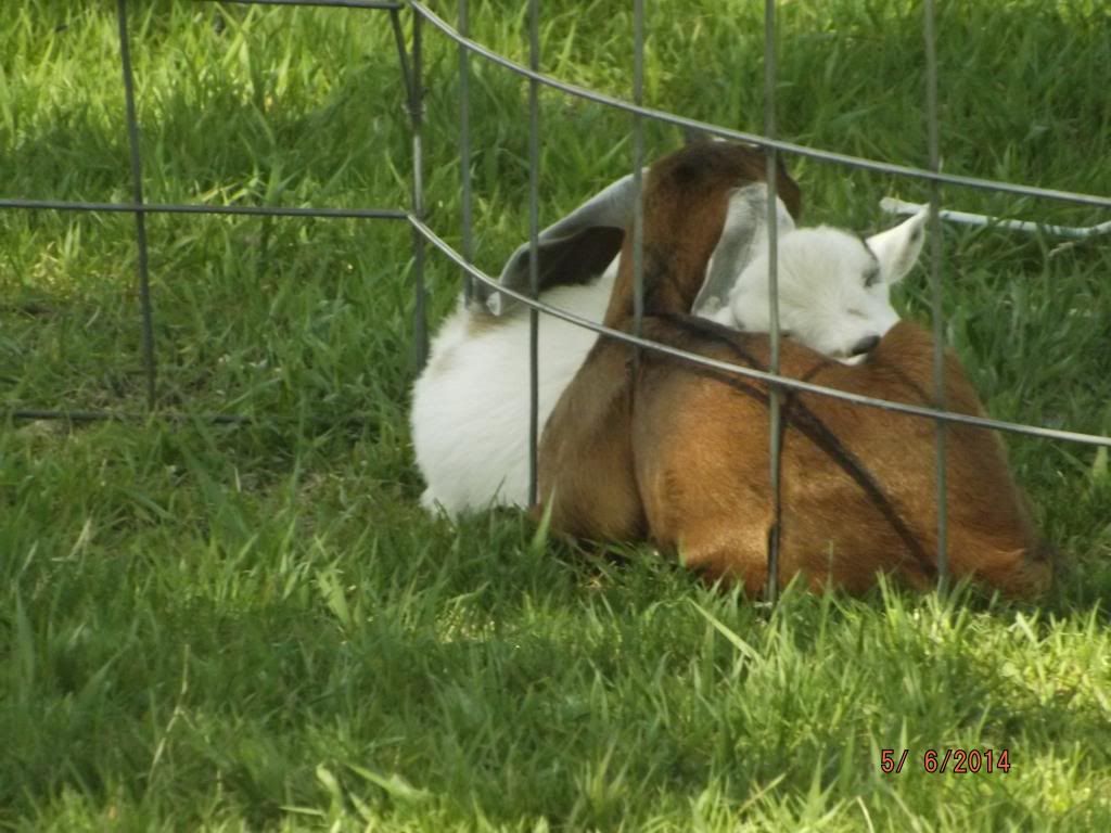 Wanted to share a baby picture - Goats