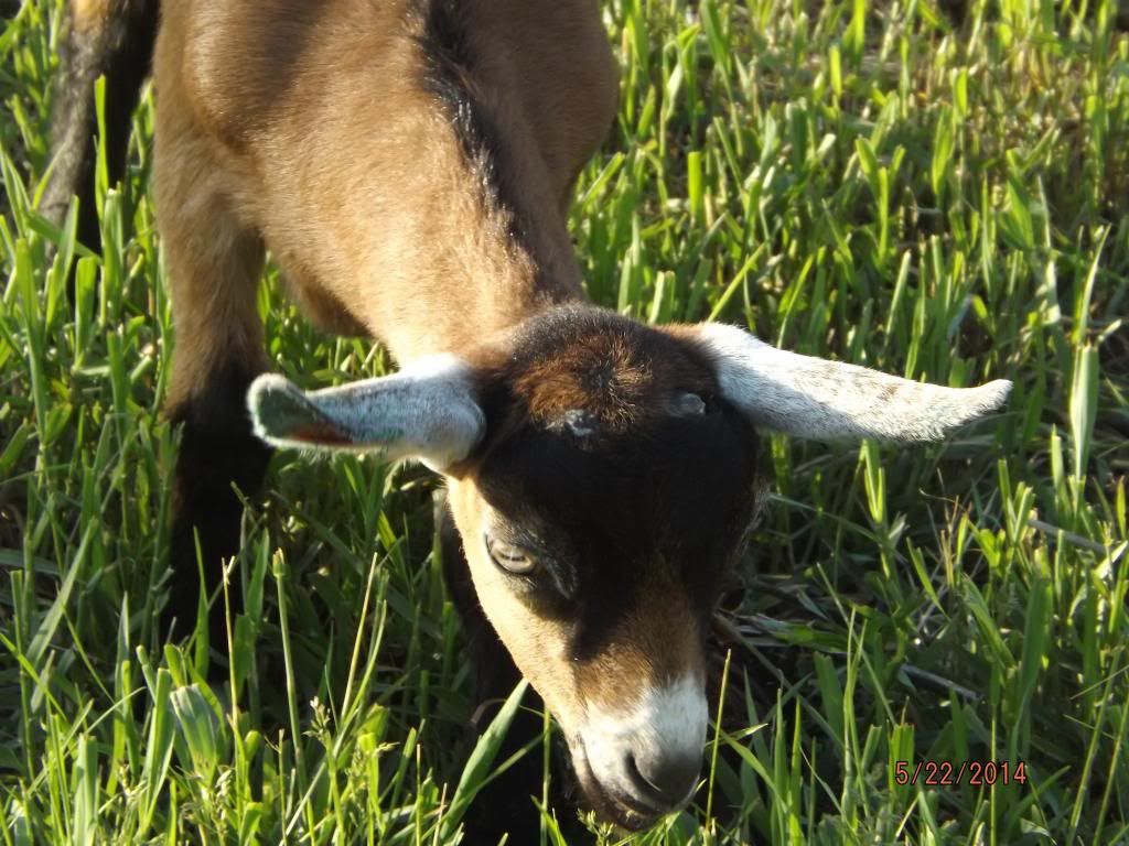 Guess what I have.....? - Goats