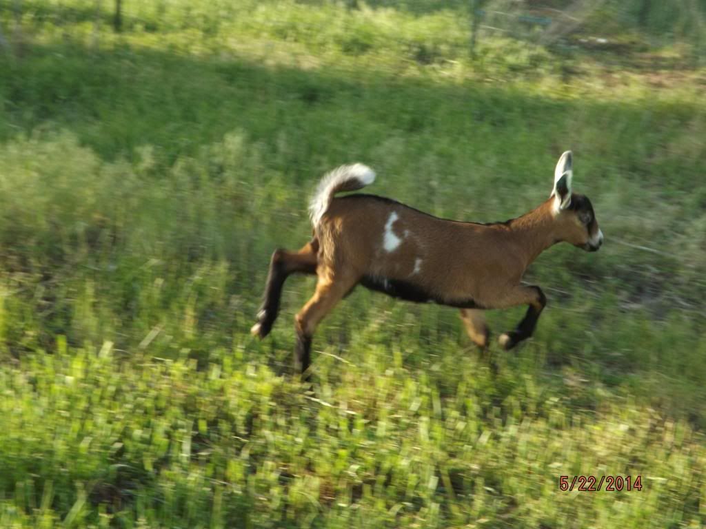 Guess what I have.....? - Goats