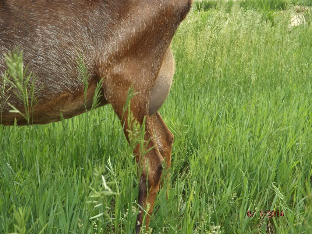 Please help me price my doe - Goats