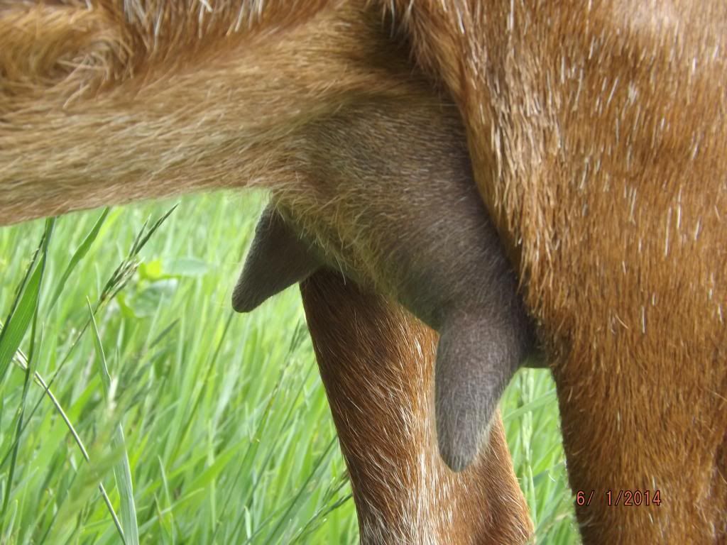 Please help me price my doe - Goats