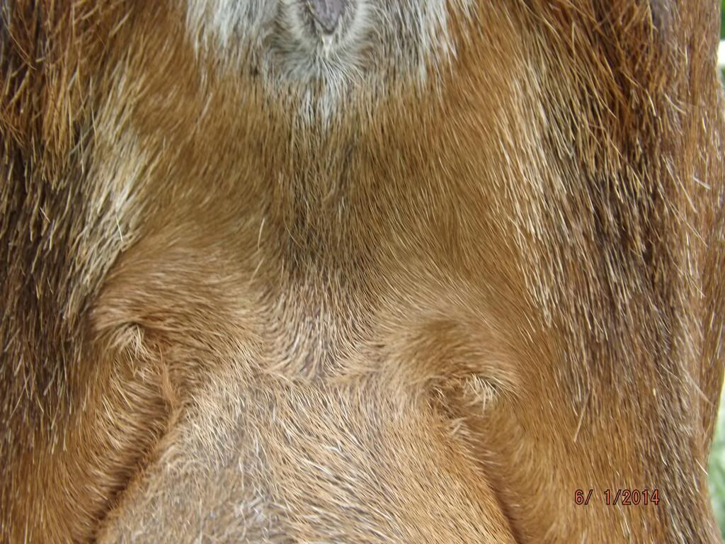 Please help me price my doe - Goats