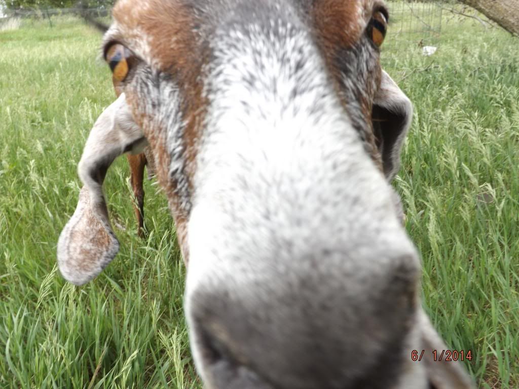 Please help me price my doe - Goats