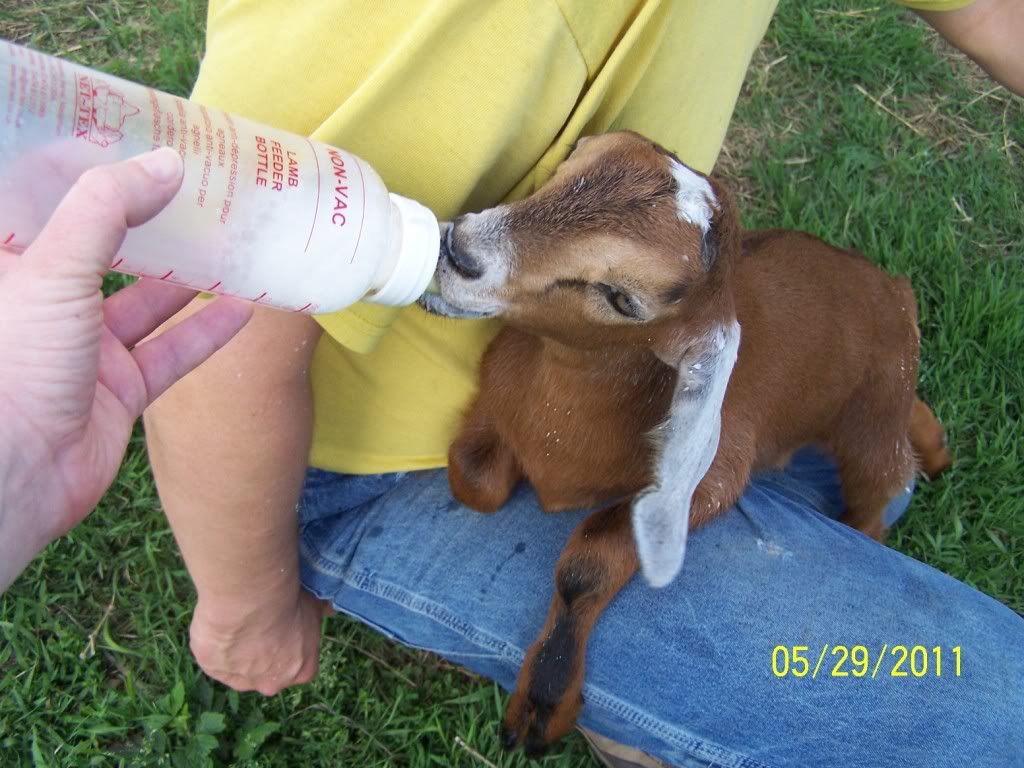 Woohooo extra goats!!! - Goats