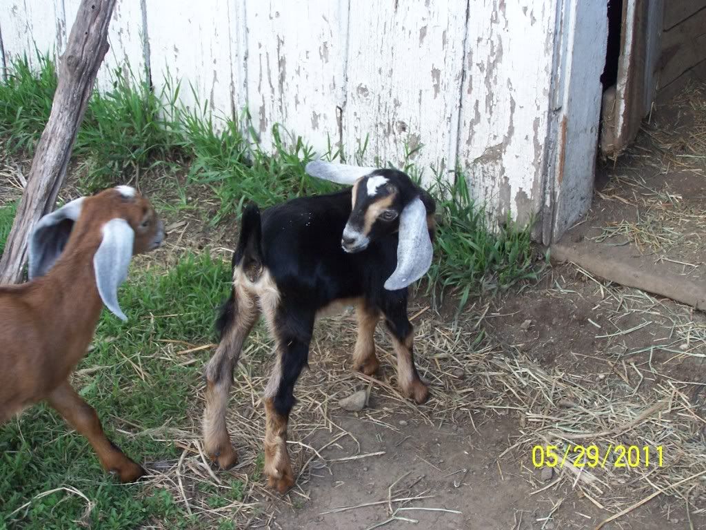 Woohooo extra goats!!! - Goats