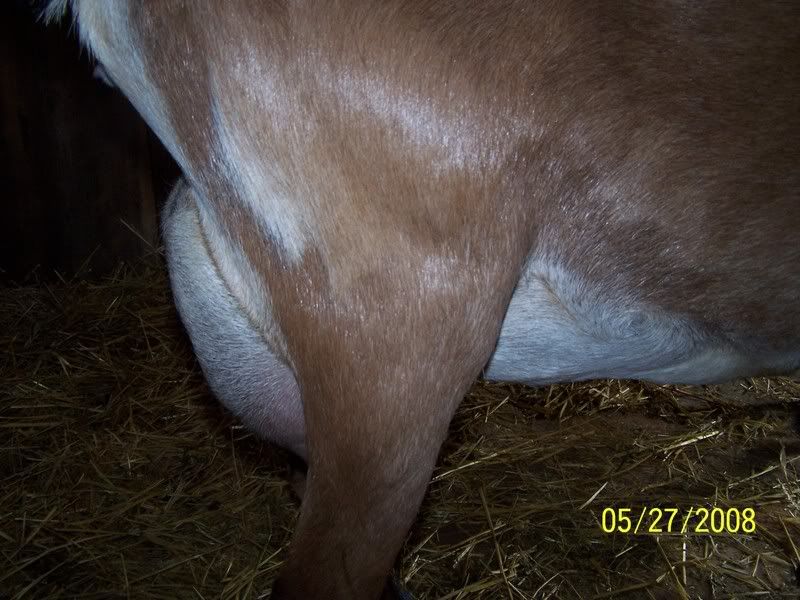 Does a goat have to have a full udder to tell *pics* - Goats