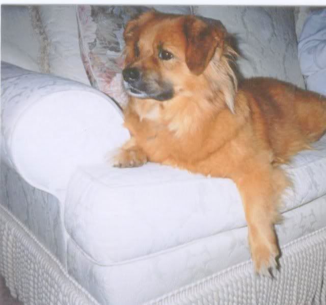 Dog Breed Discrimination
