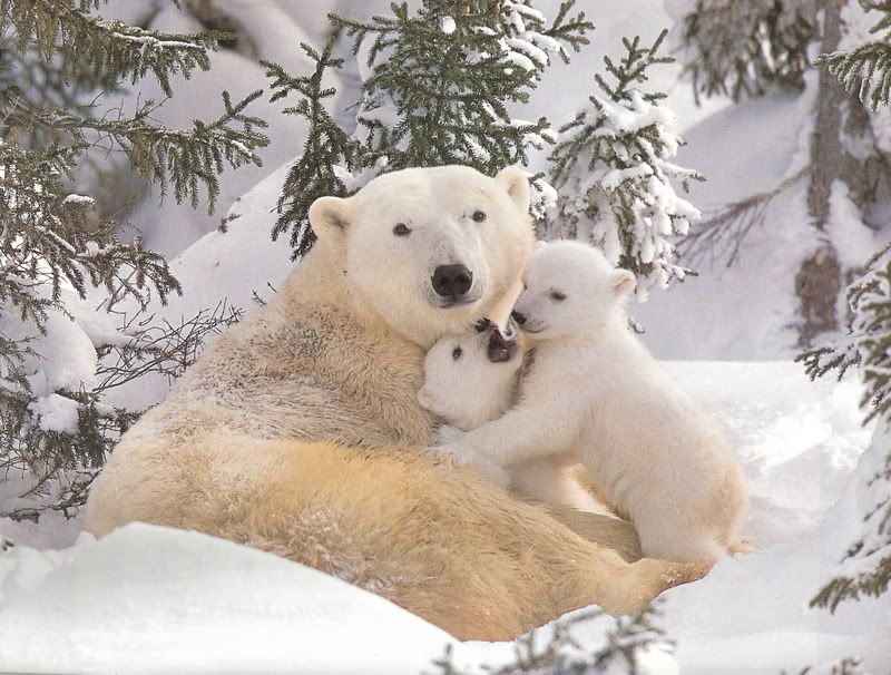 (((((((((((((((( bipolar_bear )))))))))))))))