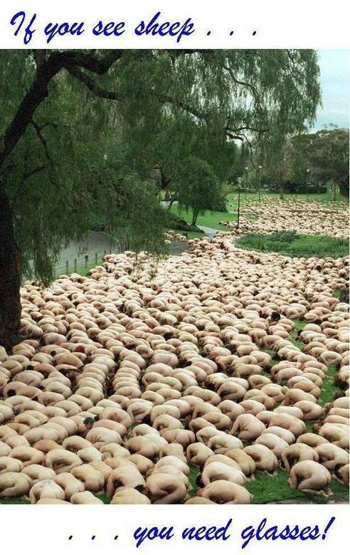 SHEEP JOKE FOR TODAY