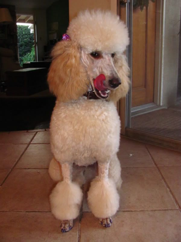 Fixing bad groom (or 'my poodle looks stupid') Poodle Forum Standard Poodle, Toy Poodle