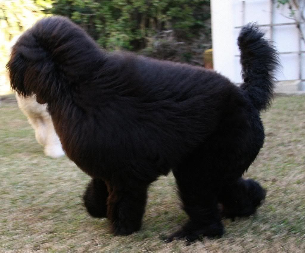 Tail docking? Page 2 Poodle Forum Standard Poodle, Toy Poodle