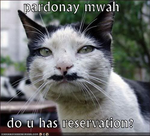 Pardonay-mwah-cat.jpg